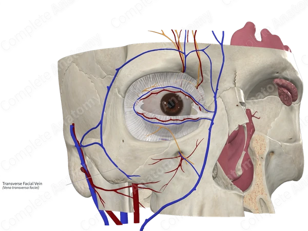Transverse Facial Vein 