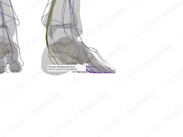 Plantar Metatarsal Veins (Right)
