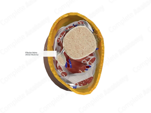 Fibular Veins