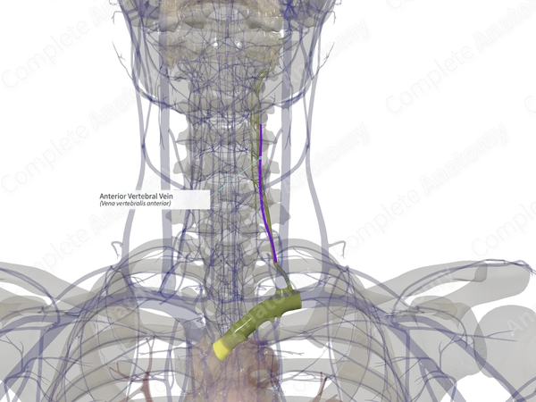 Anterior Vertebral Vein (Right)