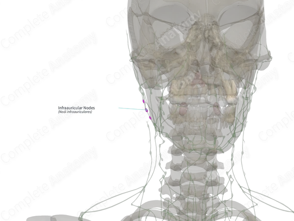 Infraauricular Nodes (Right)