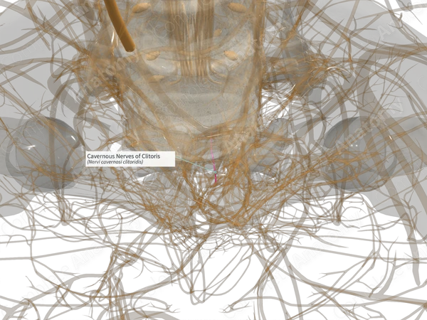 Cavernous Nerves of Clitoris (Right)