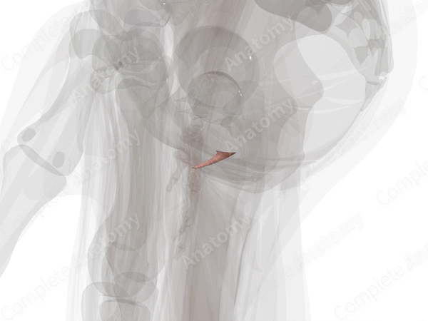 Female Urethra