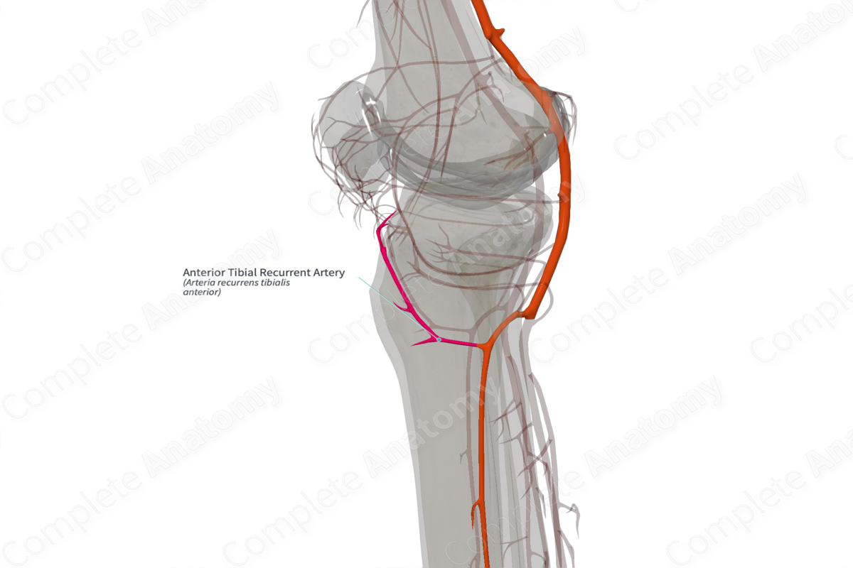 Anterior Tibial Recurrent Artery (Left)