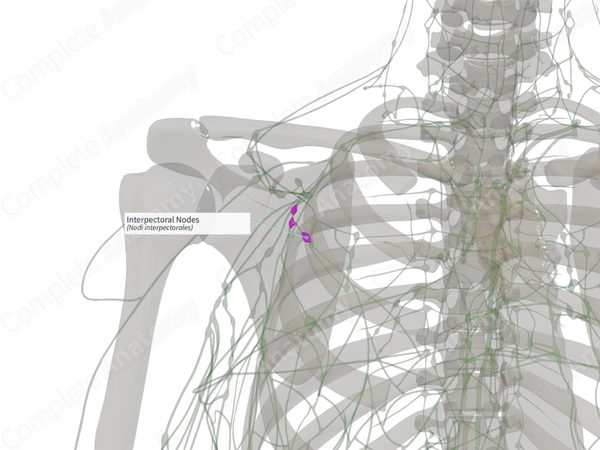 Interpectoral Nodes (Left)