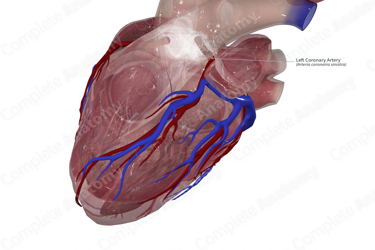 Left Coronary Artery