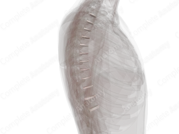 Intervertebral Symphysis (Thoracic)
