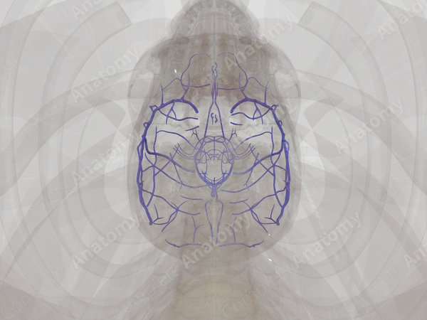 Veins of Brain