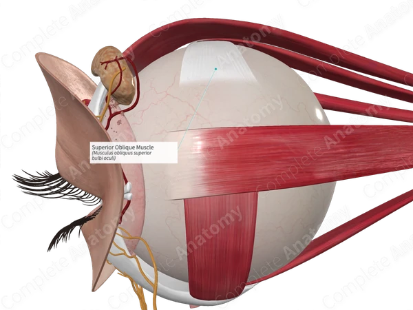 Superior Oblique Muscle