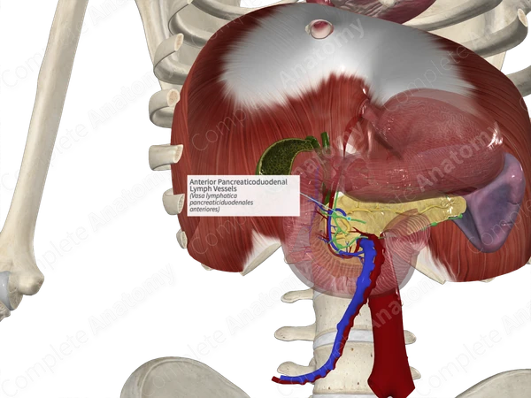 Anterior Pancreaticoduodenal Lymph Vessels