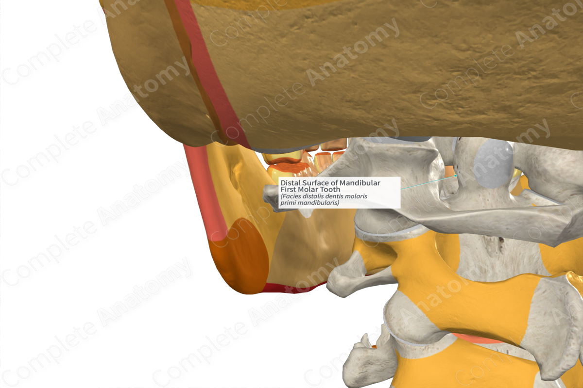 Distal Surface of Mandibular First Molar Tooth