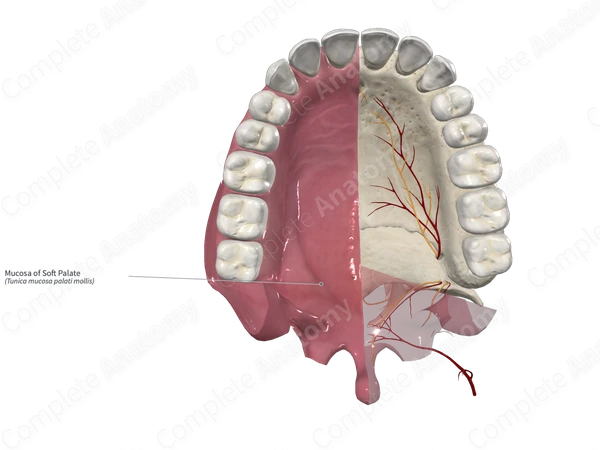 Mucosa of Soft Palate Complete Anatomy