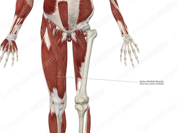 Vastus Medialis Muscle