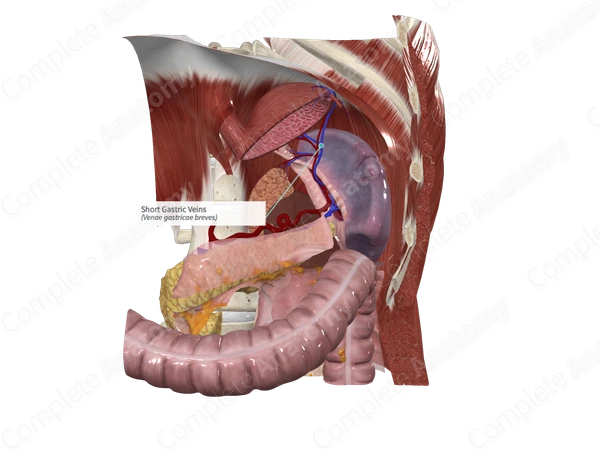 Short Gastric Veins