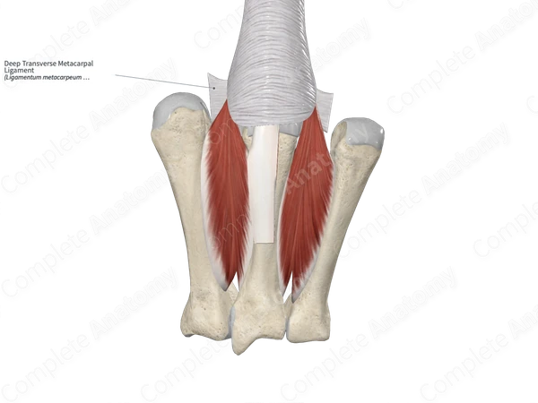 Deep Transverse Metacarpal Ligament