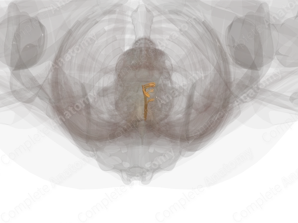Lumbar Spinal Roots & Ganglia (Left)