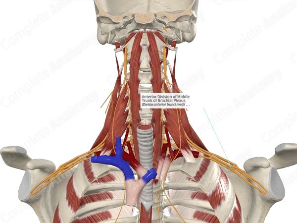 Anterior Division of Middle Trunk of Brachial Plexus