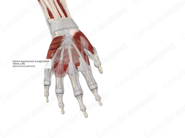 Palmar Aponeurosis (Longitudinal Fibers; Left)