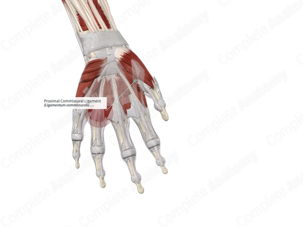 Proximal Commissural Ligament