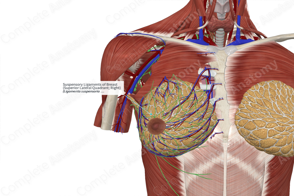 Suspensory Ligaments of Breast (Superior Lateral Quadrant; Right)