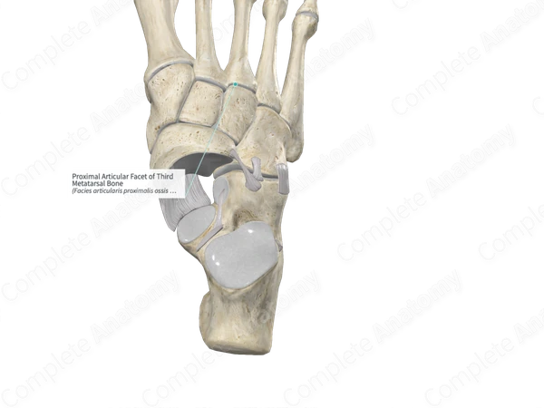 Proximal Articular Facet of Third Metatarsal Bone