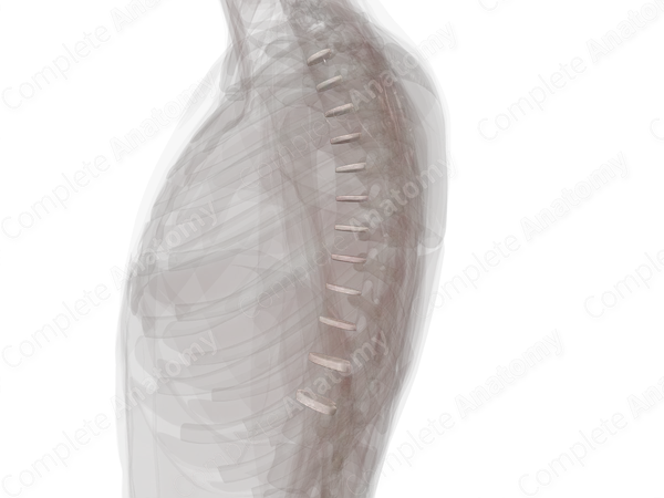 Intervertebral Symphysis (Thoracic)