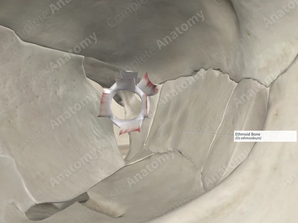 Ethmoid Bone