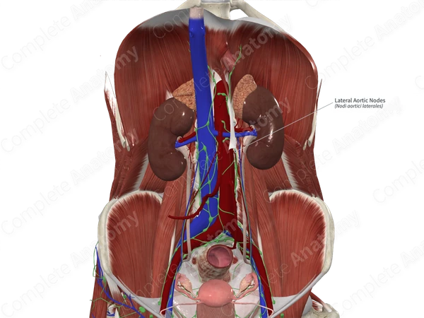 Lateral Aortic Nodes