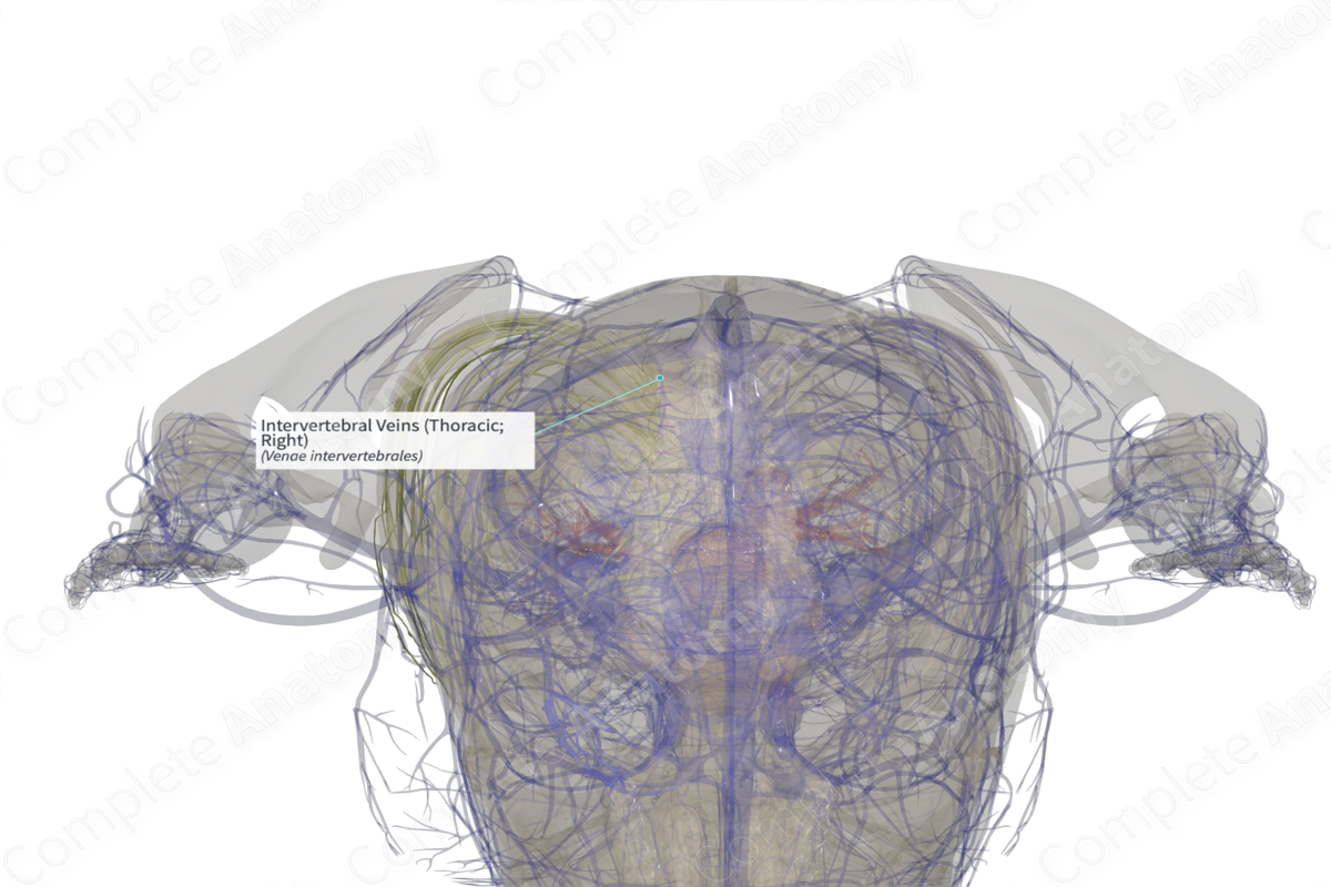 Intervertebral Veins Thoracic Right Complete Anatomy