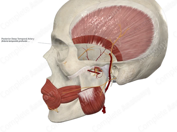 Posterior Deep Temporal Artery