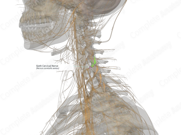 Sixth Cervical Nerve (Left)