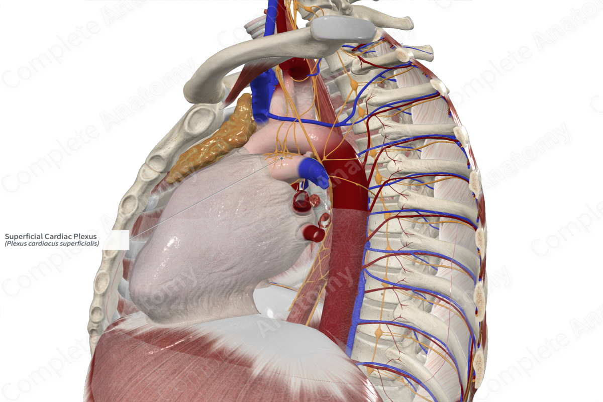Superficial Cardiac Plexus