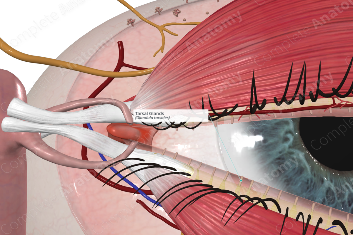 tarsal-glands-complete-anatomy