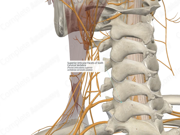 Superior Articular Facets of Sixth Cervical Vertebra
