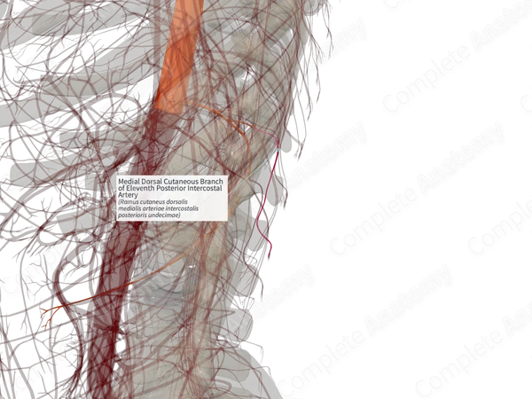 Medial Dorsal Cutaneous Branch of Eleventh Posterior Intercostal Artery (Left)