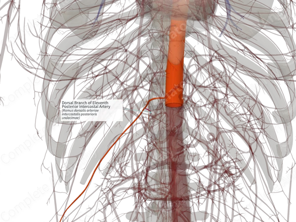 Dorsal Branch of Eleventh Posterior Intercostal Artery (Left)