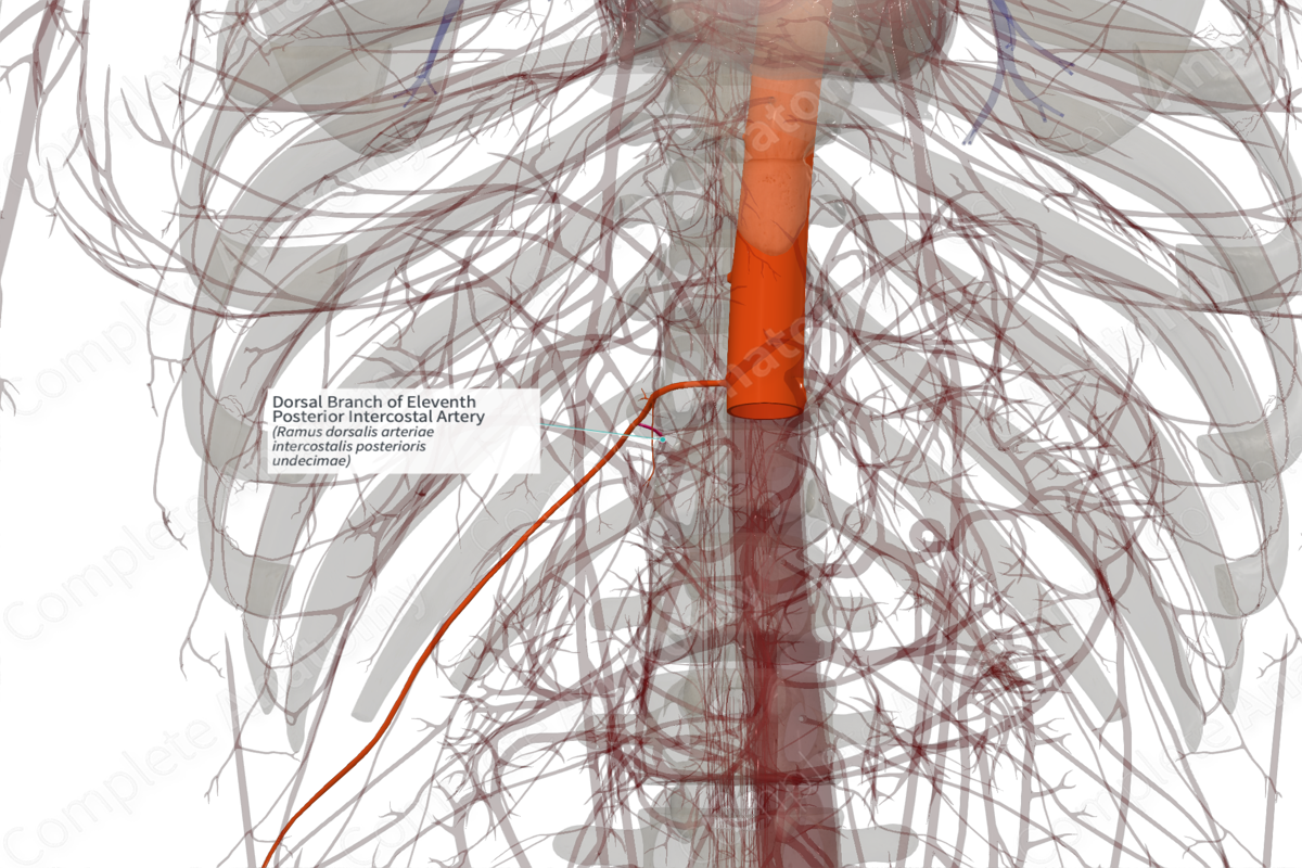 Dorsal Branch of Eleventh Posterior Intercostal Artery (Left)
