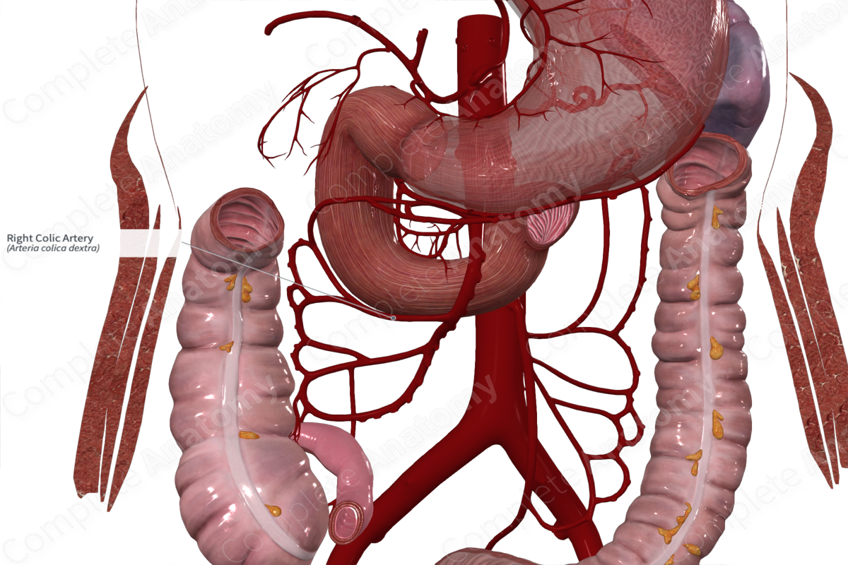 Right Colic Artery