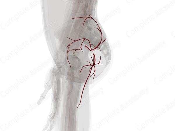 Arteries of Gluteal Region (Left)