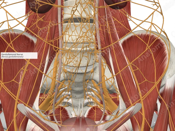 Genitofemoral Nerve