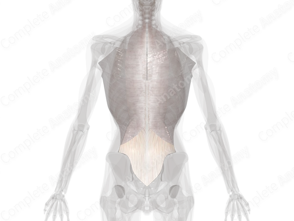 Fascia of Back