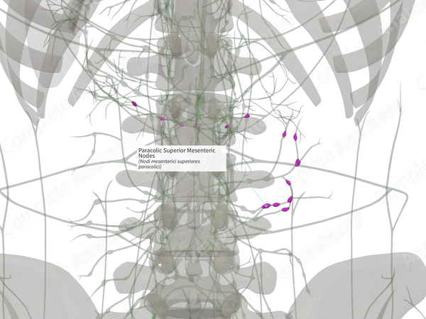 Paracolic Superior Mesenteric Nodes