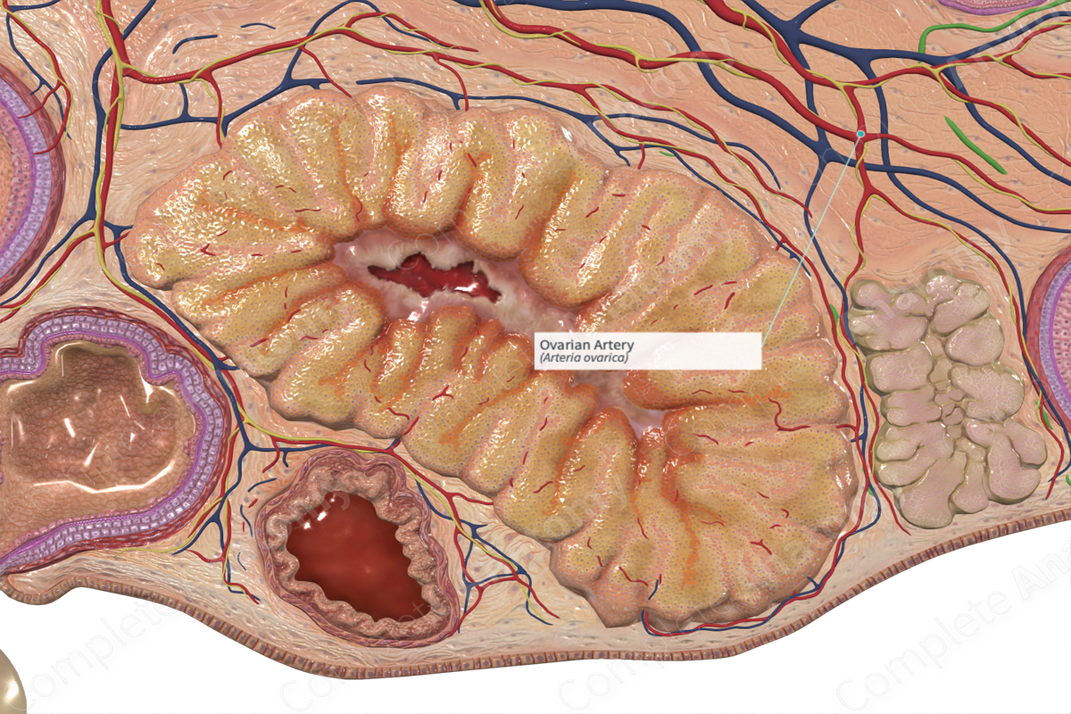 Ovarian Artery