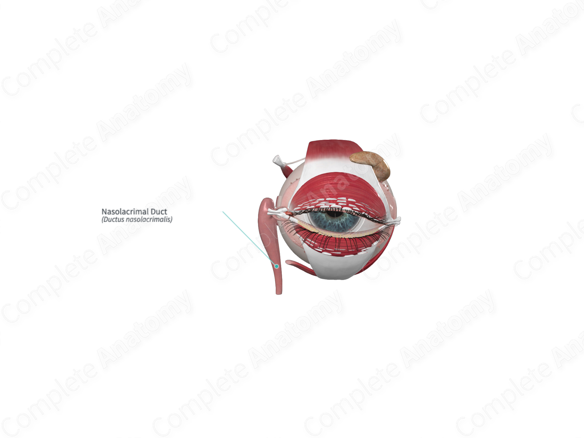 Nasolacrimal Duct | Complete Anatomy