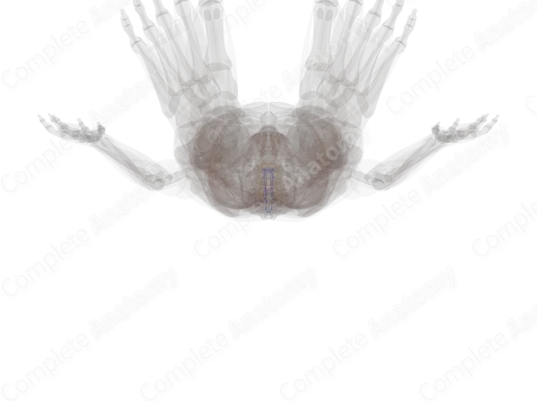 Anterior Internal Vertebral Venous Plexus