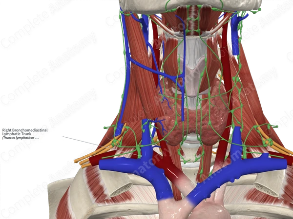 Right Bronchomediastinal Lymphatic Trunk