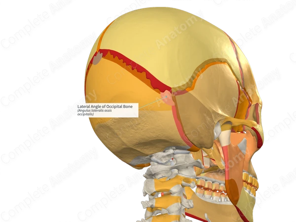 Lateral Angle of Occipital Bone (Left)