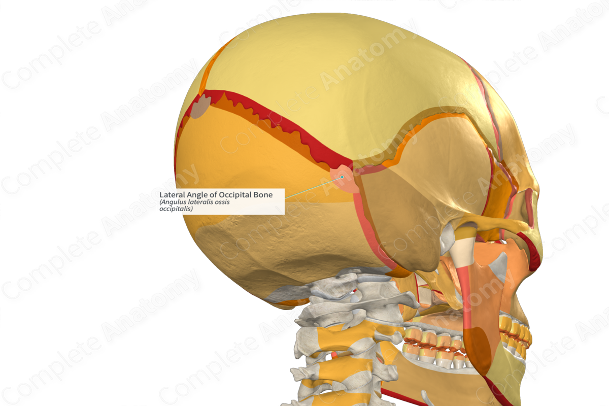 Lateral Angle of Occipital Bone (Left)