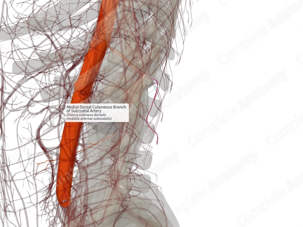 Medial Dorsal Cutaneous Branch of Subcostal Artery (Left)