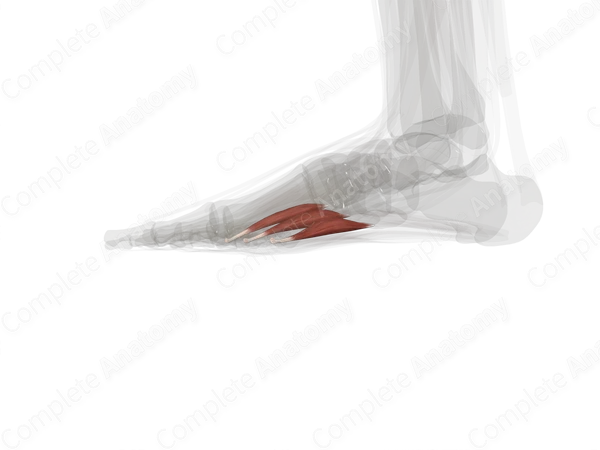 Plantar Interossei Muscles (Left)